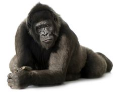 37a2d1509f6d4a2fa09fadadfb6b04f7