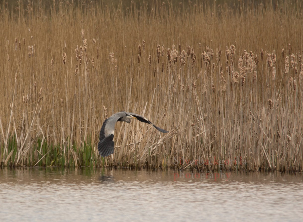 Grey Heron.jpg